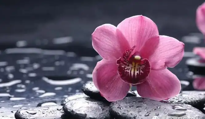 八字裡最厲害的桃花！二婚越嫁越好的八字