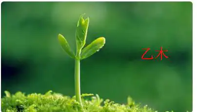 如何看懂自己的命盤，乙木日元性格