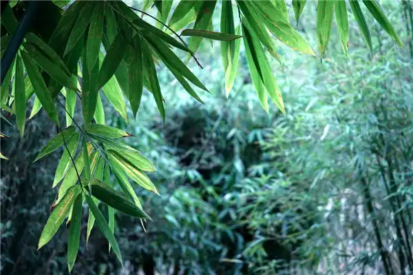 生辰八字詳細分析從命宮坐地看你適合從事職業