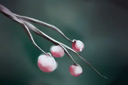 酉時出生的五行缺什麼 酉時出生五行特點