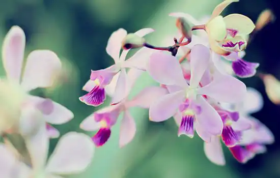 戌時出生命運好不好,戌時出生命理吉凶解析！