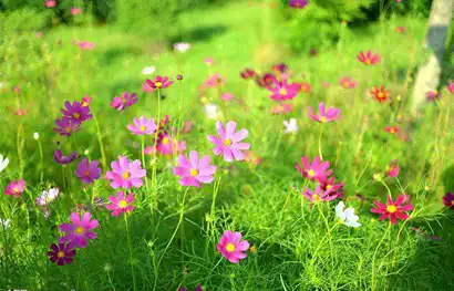 乙未年是哪一年屬什麼生肖，乙未年出生的人命運