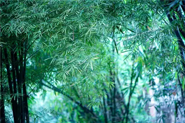 生辰八字運勢論婚姻，合婚的原則與方法