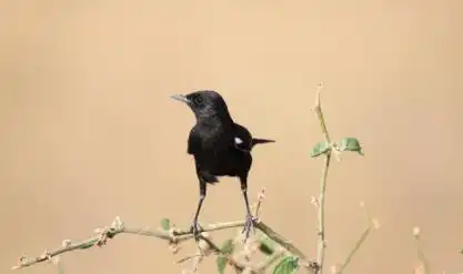 日柱坐七殺的命運,日柱坐七殺的女命