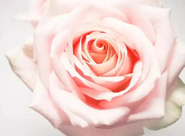 什麼樣的八字命帶桃花,八字中的桃花運有哪些？