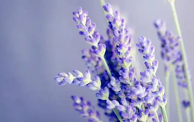 哪些八字的男人天生註定領導能力強,事業有成？