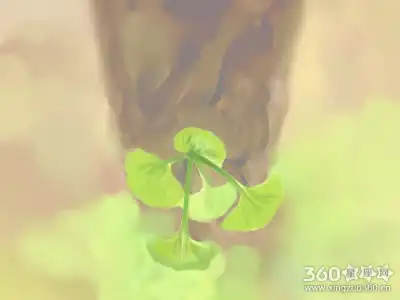 傷官格的人命運好嗎 且看詳解