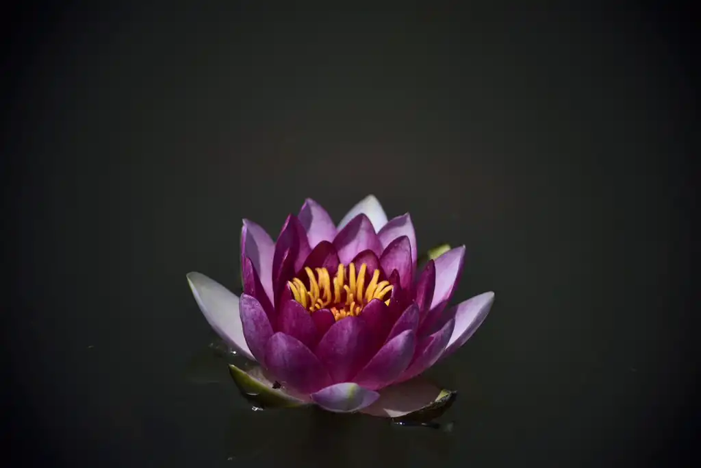 盲派壓箱術之串宮壓運絕密