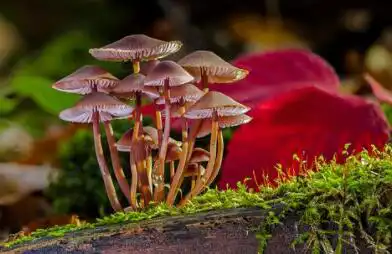 庚寅日柱男命命運如何？詳解庚寅日柱男命