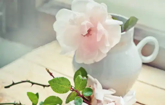 酉時出生的人命運怎麼樣,酉時出生命理解析！