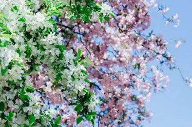 八字桃花的查法,命帶桃花的特點