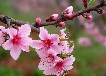 夫妻八字吉凶資訊，財旺身旺主富貴且多女兒緣