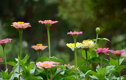 庚子年是哪一年屬什麼生肖，庚子年出生的人命運